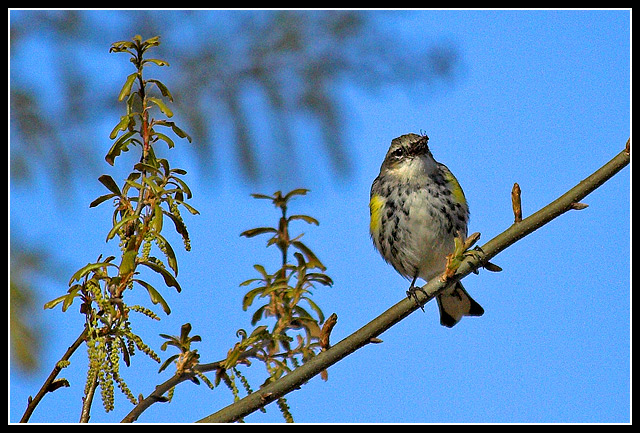 Yellow-rumped Warbler 