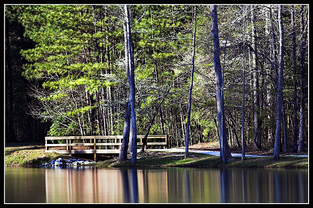 Path through the Dogwoods