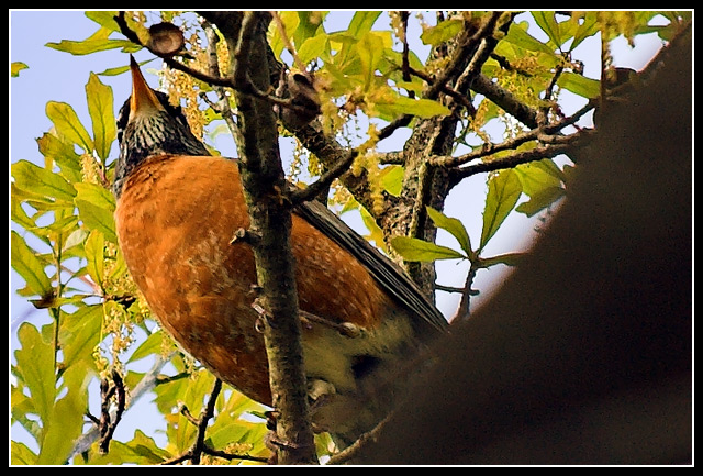 Lookout