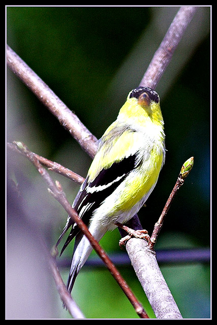 Yellow Finch