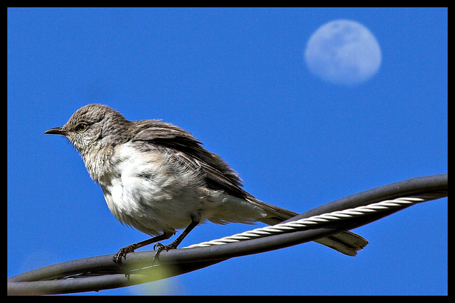 Mocking the Moon