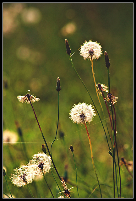 Fragile
