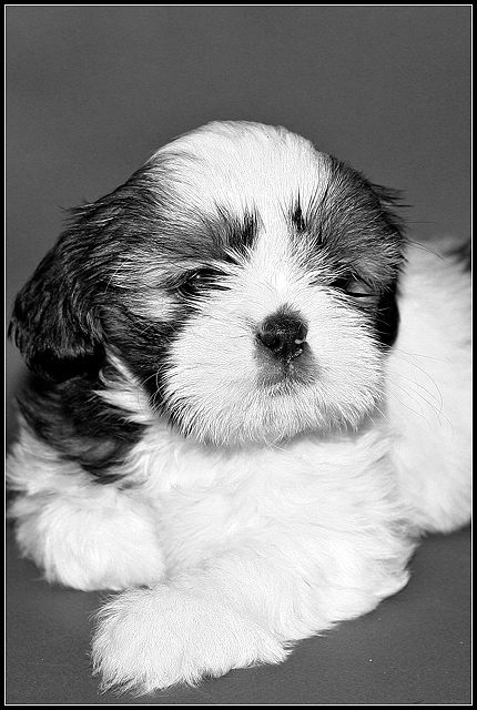 Sammy outtake B&W