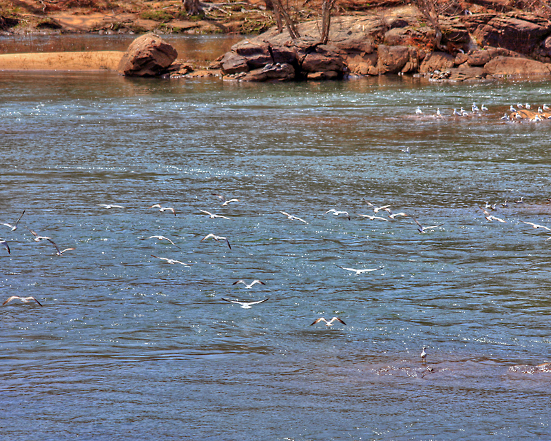 Gulls in Flight
