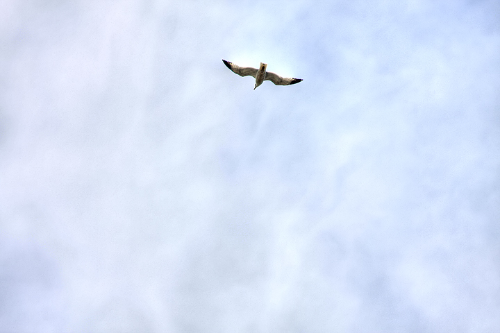 The Sky Above