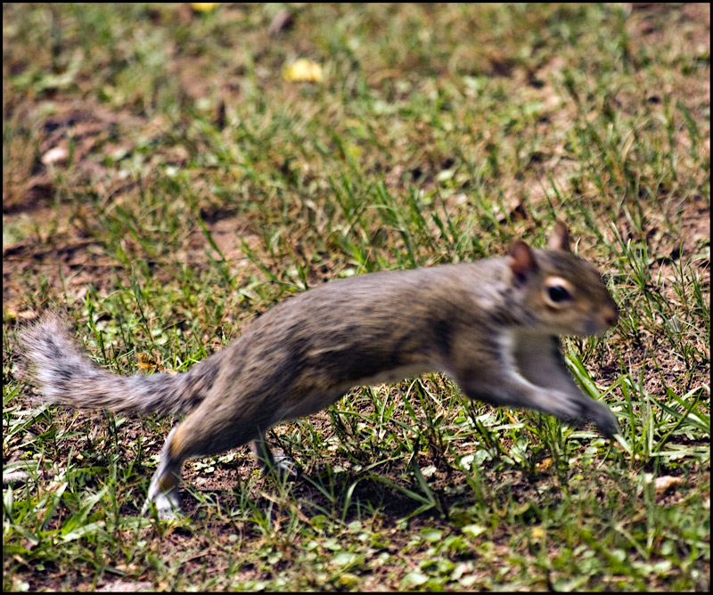 Forward Motion Blur