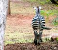 ZebraSm.jpg