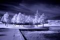 Path Between Trees: Infrared in Blue
