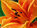 Flower Challenge Outtake