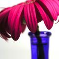 Stolen Flower in Vase