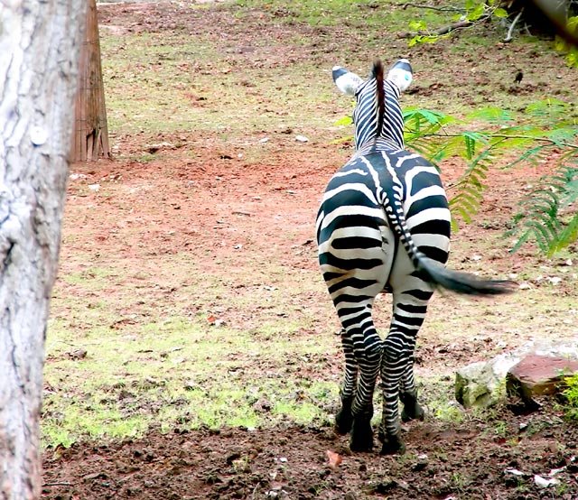 ZebraSm.jpg