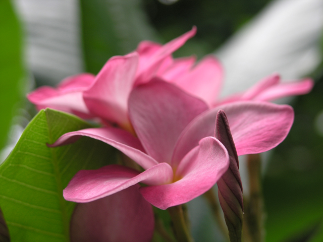 Flower unedited