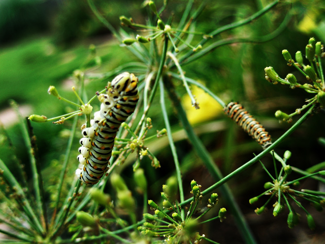caterpillars1.jpg