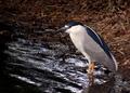 Black-Crowned Night Heron