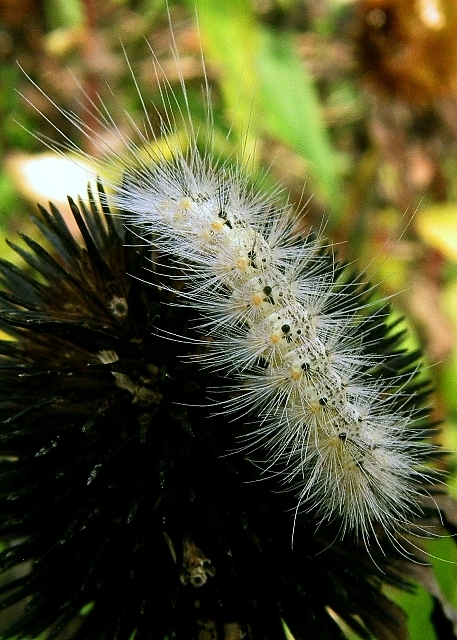 Spiney