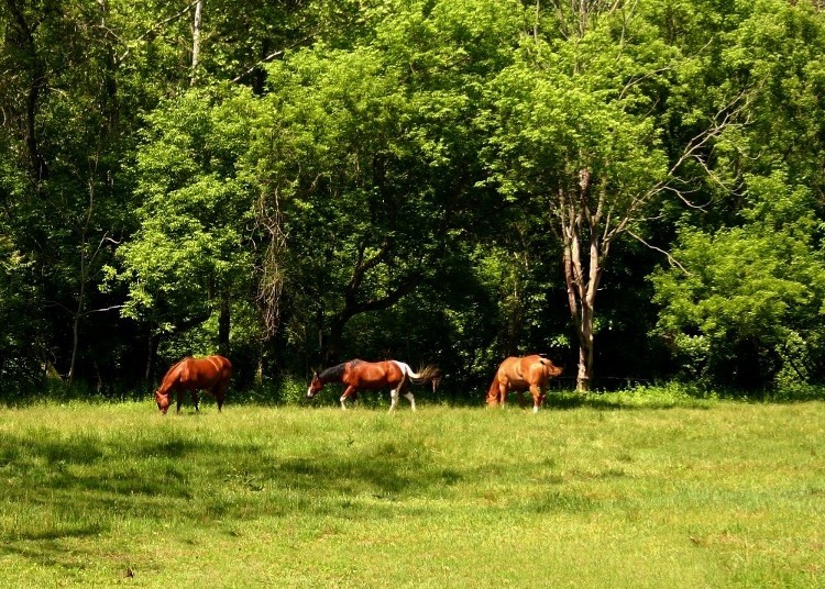 Highland Meadow