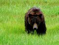 DSCF1578-Here-Comes-Yogi.jpg