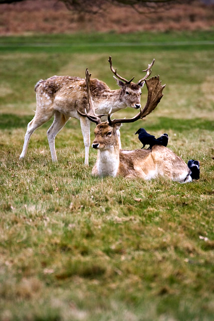 deer.jpg
