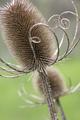 Thistle