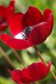 red anenomes