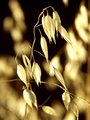 Golden Waves of Grain