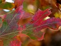 Colors of Fall