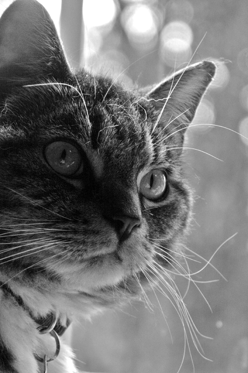Oakley