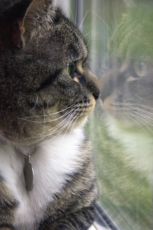 Reflection