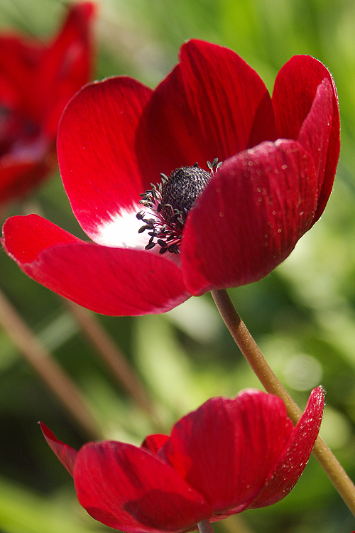 red anenomes