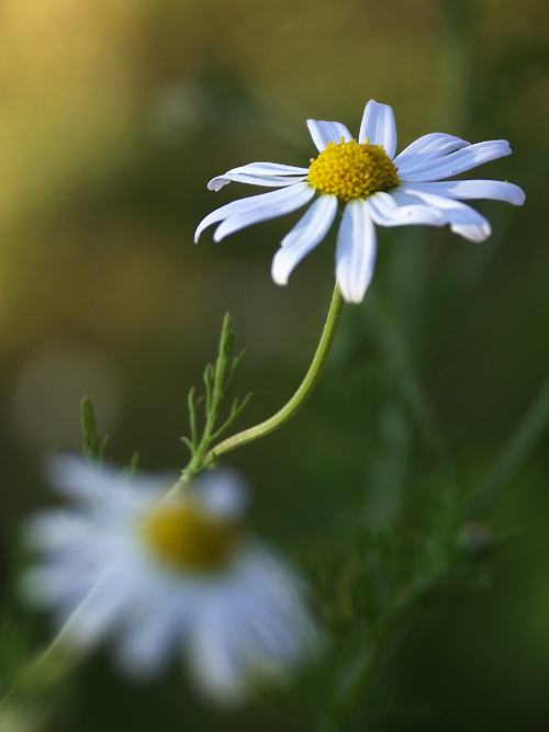 Miss Daisy