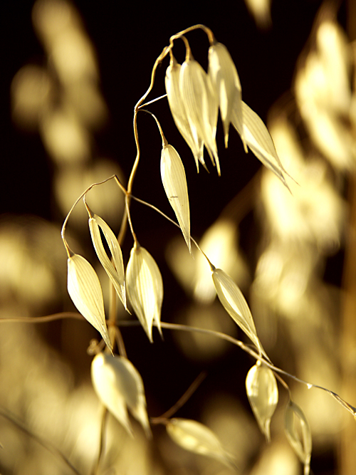 Golden Waves of Grain