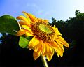 Sun Flower