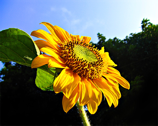 Sun Flower