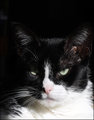 catitude2_DSC_9026