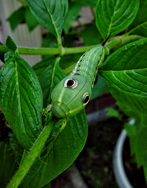 caterpillar