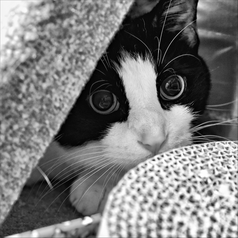 Cautious Cat