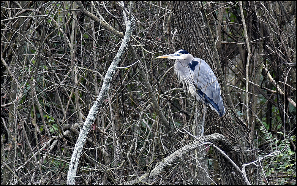 Great Blue Heron