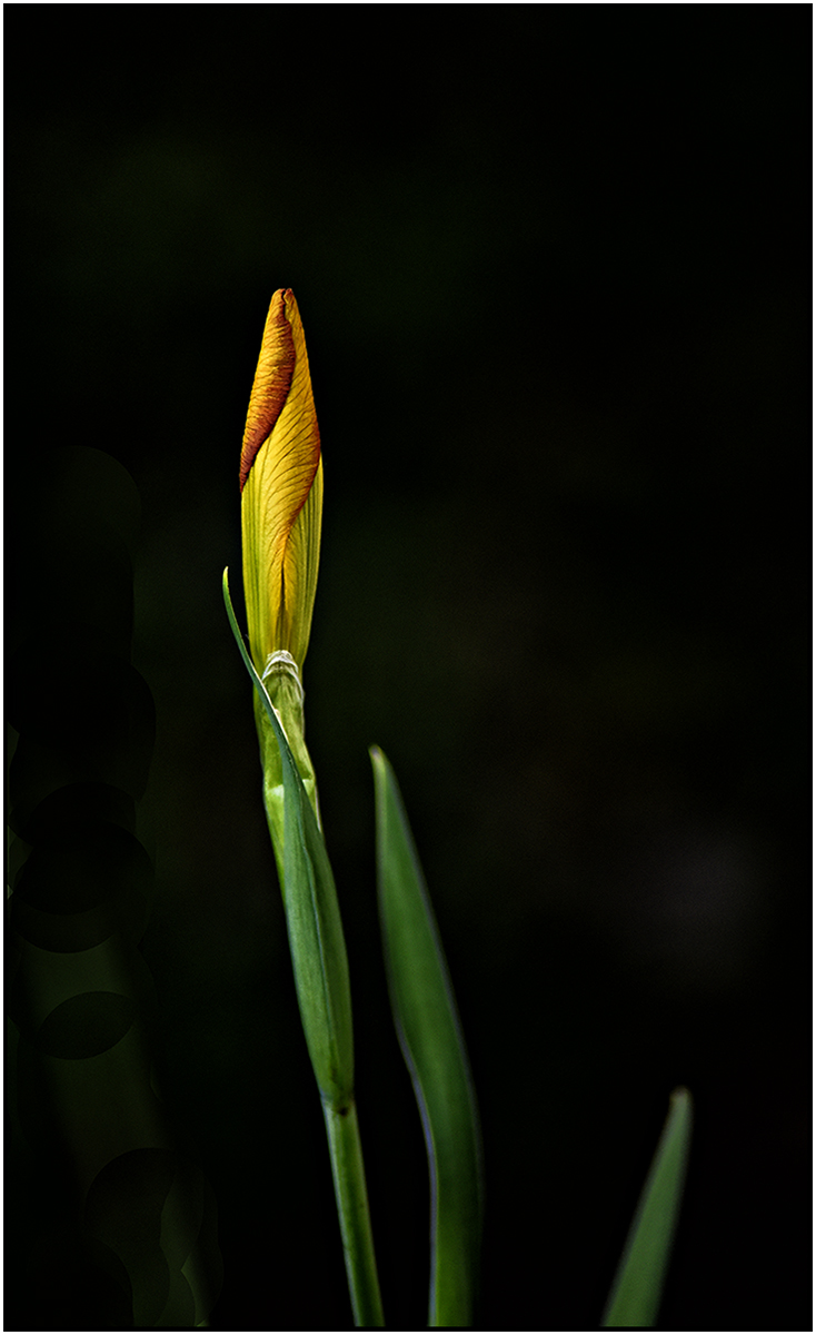 Copper Iris Bloom