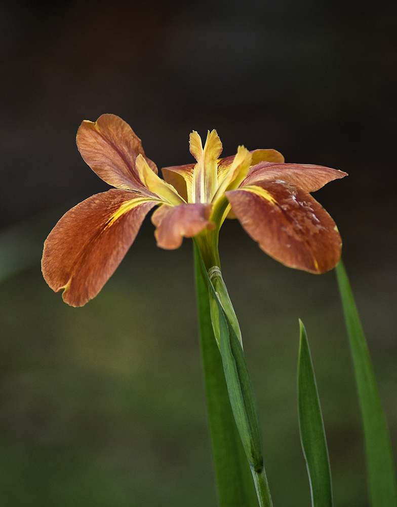 Copper Iris 