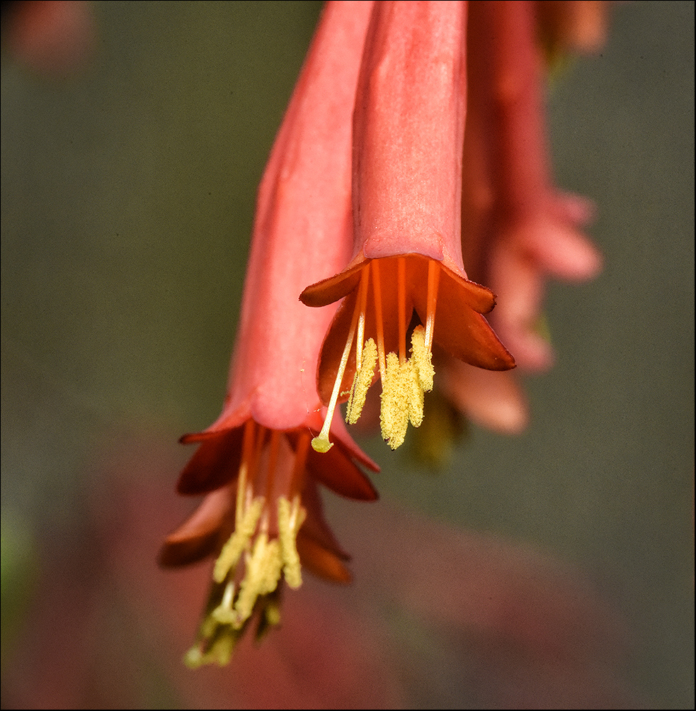 coral honey_3AP4249