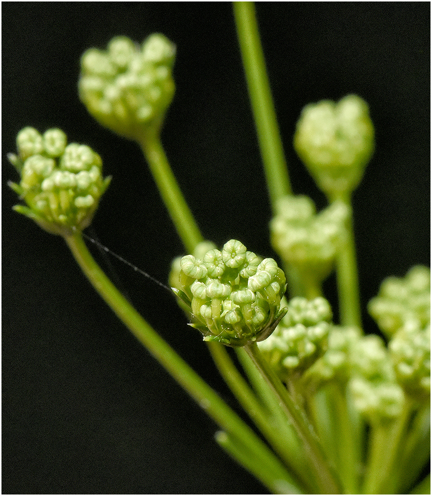 green onionflower