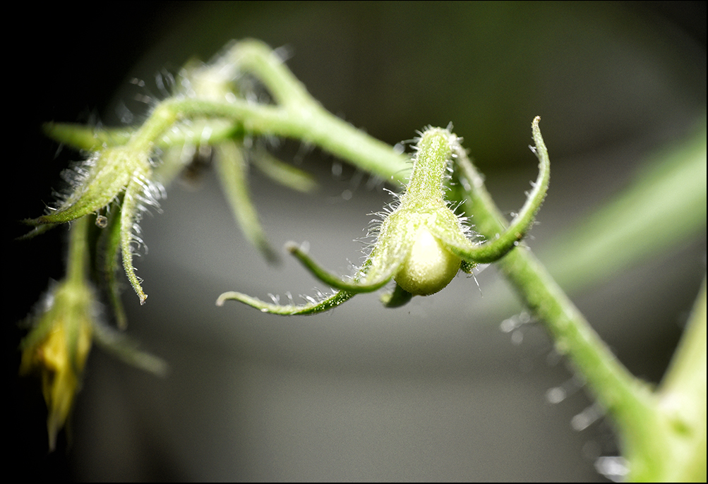  first tomato