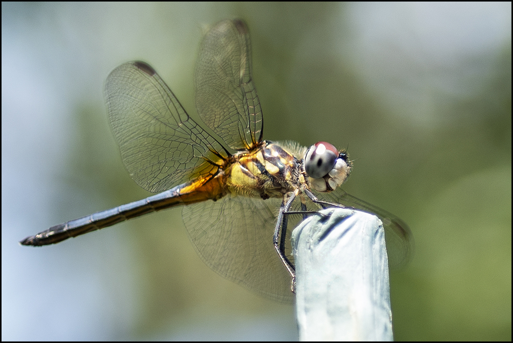 dragonfly