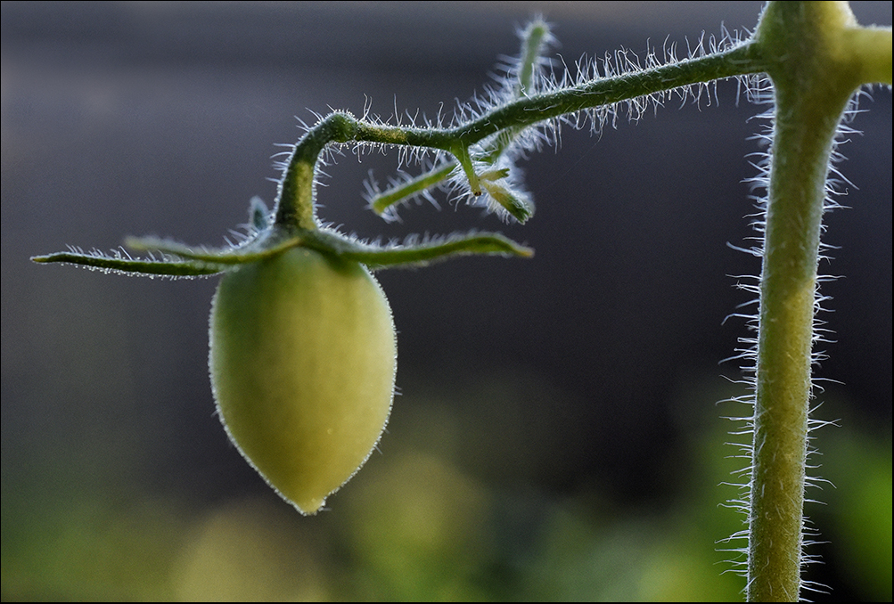 tomato texture_3AP8100