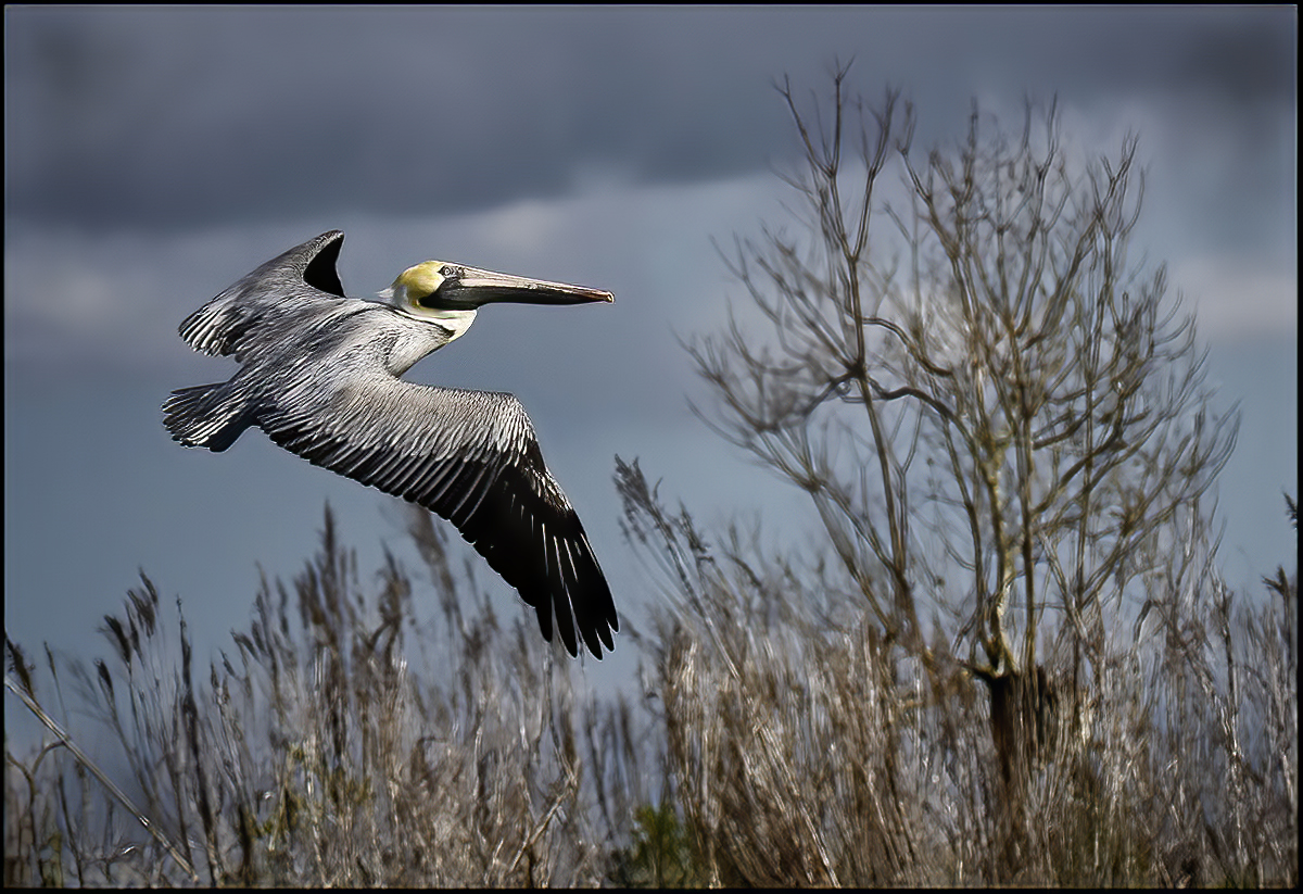 Brown Pelican