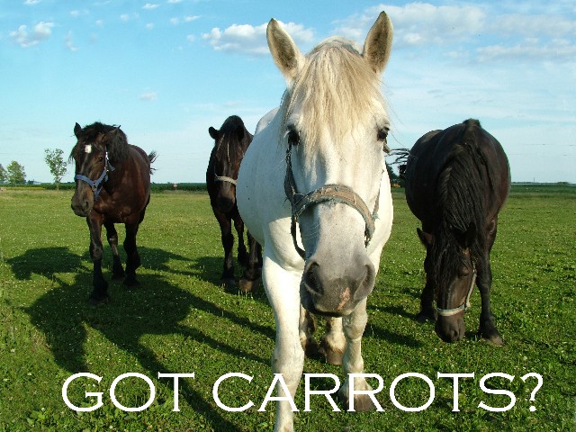 Got Carrots?