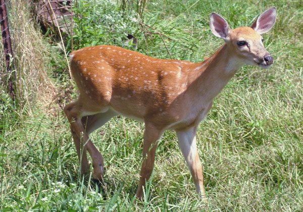 Prelude to a Fawn