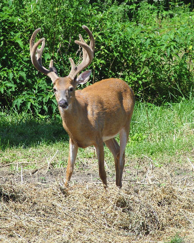 Velvet Buck