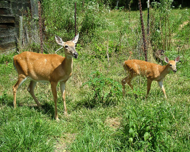 Mother and Baby