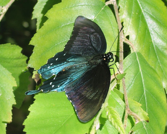 Butterfly Seven
